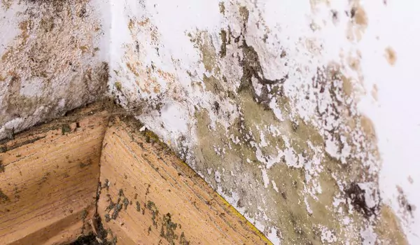 mould on a wall inside of a house